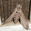 Convolvulus Hawk-moth