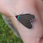 Virginia Ctenucha