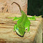 Carolina anole