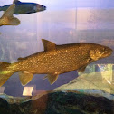 Lake Trout
