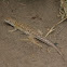 Darwin's Tree Iguana 