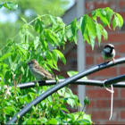 House Sparrow