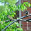 House Sparrow