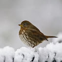 Fox sparrow