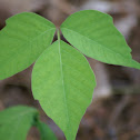 poison Ivy
