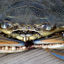 Chesapeake blue crab