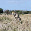 Cheetah