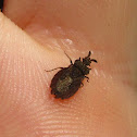 Flat Bug