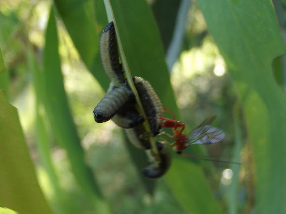 Spotting Image 1