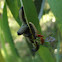 Wasp