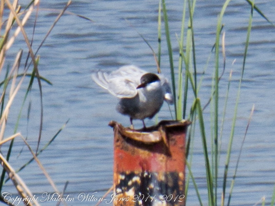 Spotting Image 1