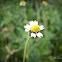 Coat button, Tridax daisy, Buto-butones