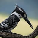 Pied Kingfisher