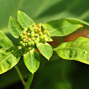 Painted euphorbia