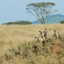 Banded Mongoose