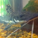 Tiger Shovelnose