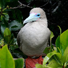 Red-Footed Boobie 