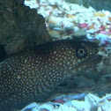 Muraena