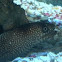 Muraena