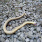 Eastern Hognose Snake
