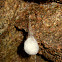 Spider nest