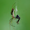 Tetragnatha extensa