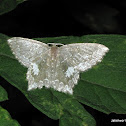 Geometridae