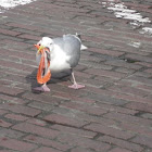 Glaucous-winged gull