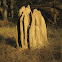 termites