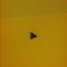 Moth