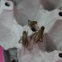 Cricket