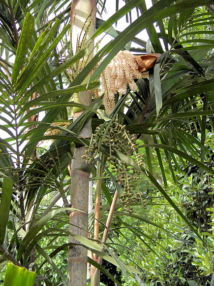 Spotting Image 1