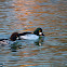 Common Goldeneye