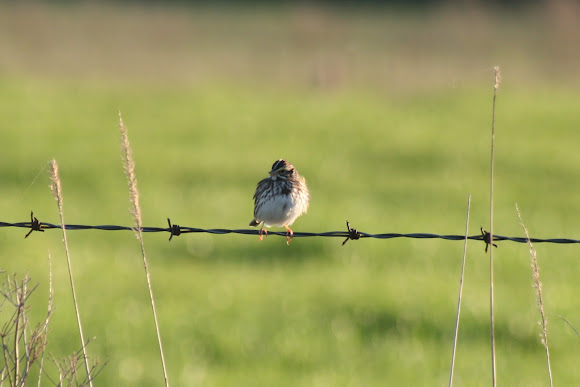 Spotting Image 1