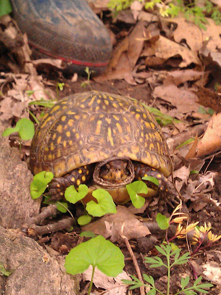 Spotting Image 1