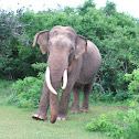 Sri Lankan Elephant II