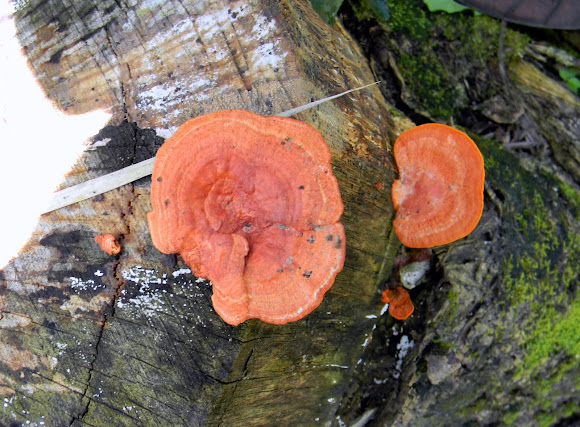 Spotting Image 1