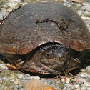 Eastern Mud Turtle