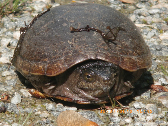 Spotting Image 1