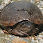 Eastern Mud Turtle