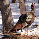 Wild Turkey