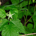 Garden Strawberry