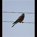 Common Kestrel