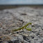 praying mantis