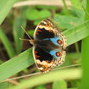 Blue Pansy