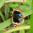 Blue Pansy