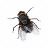 Pesky Fly Live Wallpaper mobile app icon