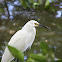 Snowy Egret