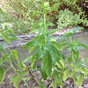 Sweet Basil plant