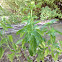 Sweet Basil plant